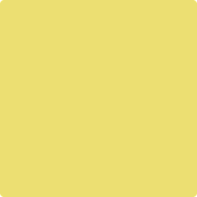 Shop the paint color 2024-40 Yellow Finch by Benjamin Moore at Anderson Paint Company in Ann Arbor, Michigan.